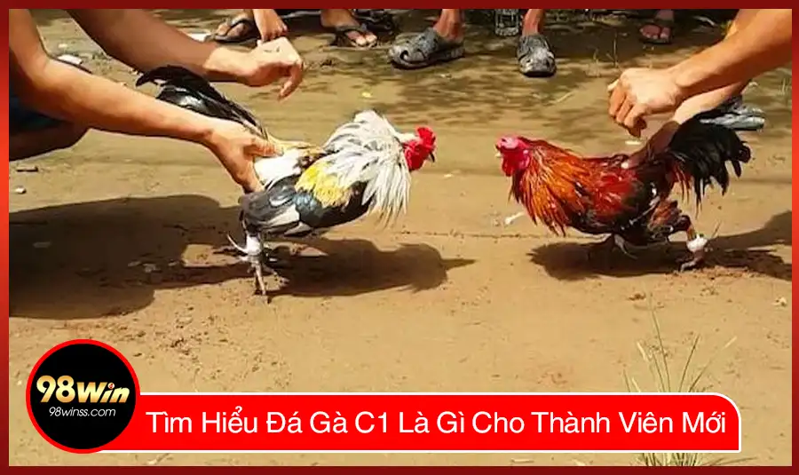 Tìm Hiểu Đá Gà C1 Là Gì Cho Thành Viên Mới